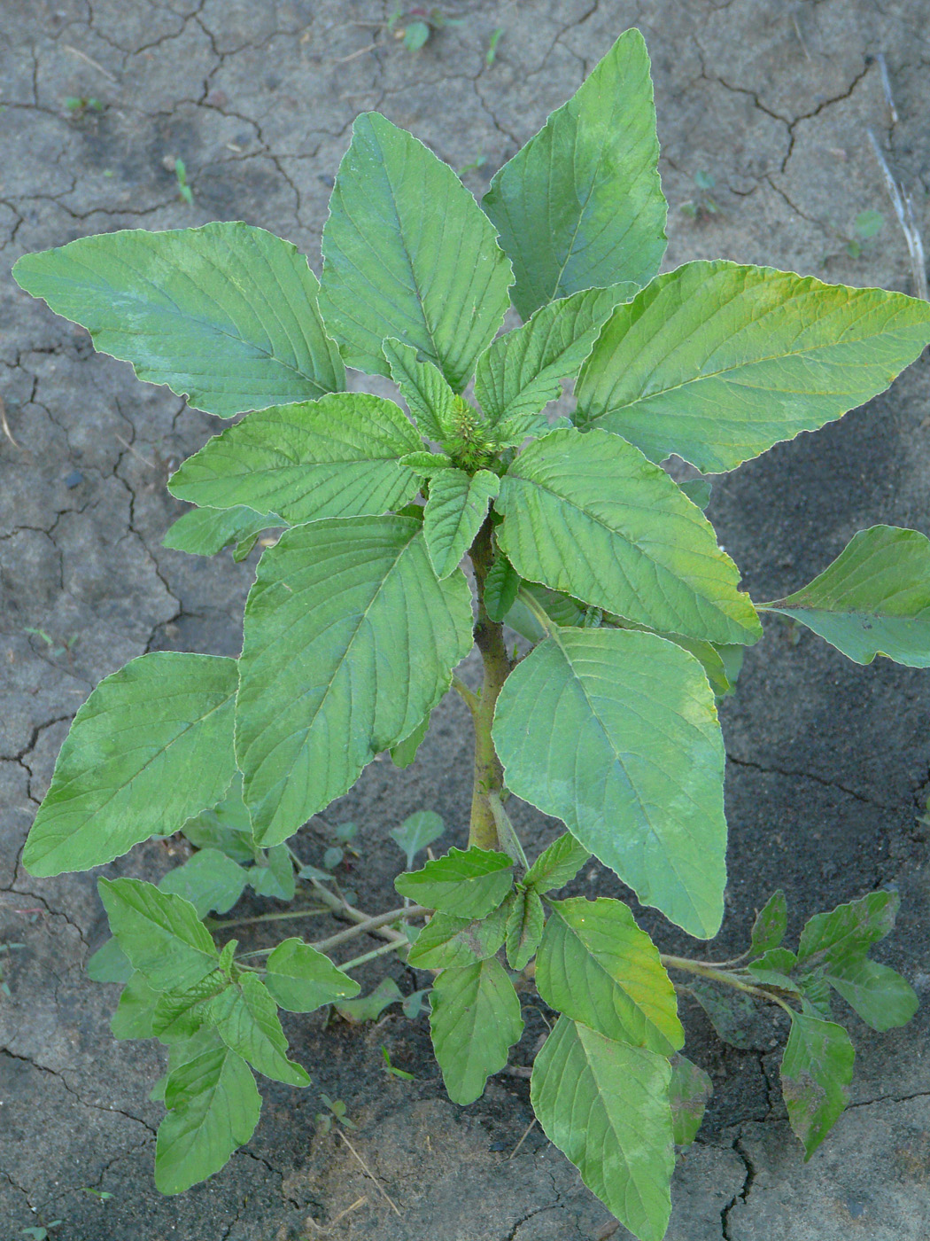 Изображение особи Amaranthus retroflexus.