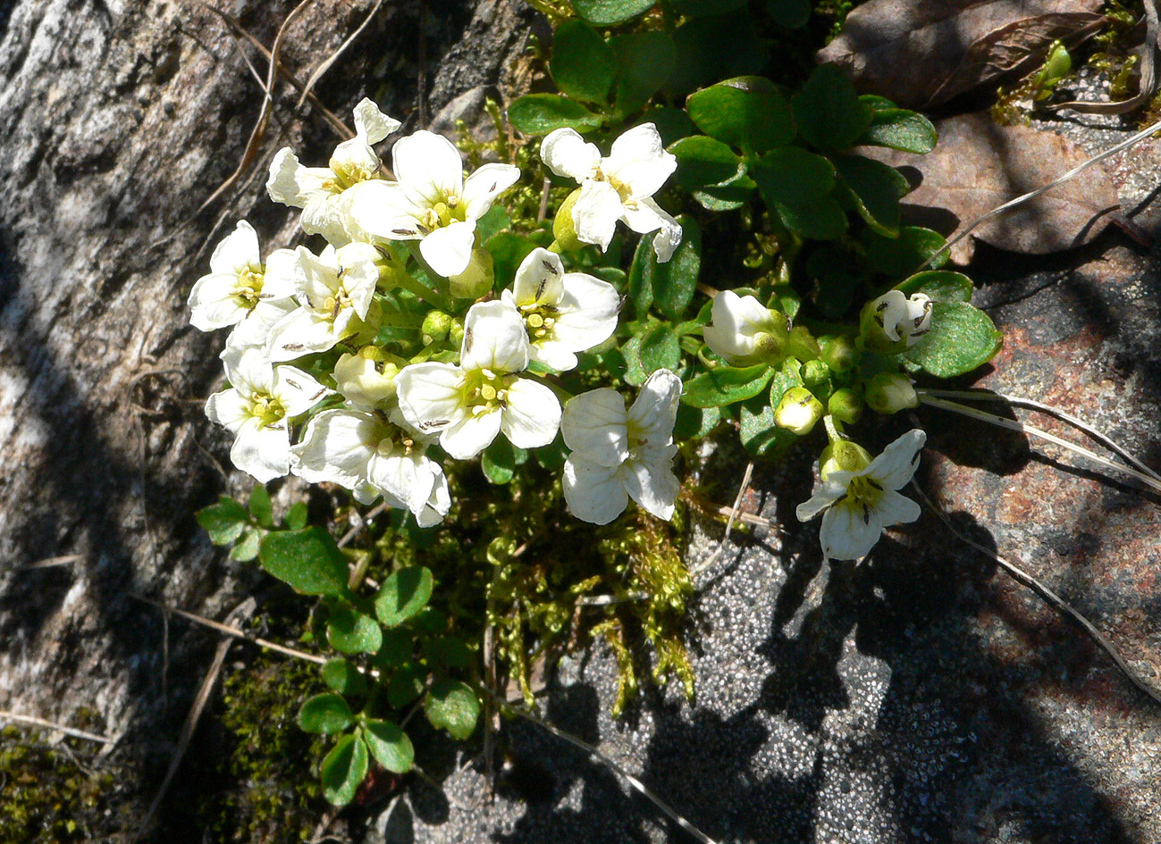 Изображение особи Cardamine blaisdellii.