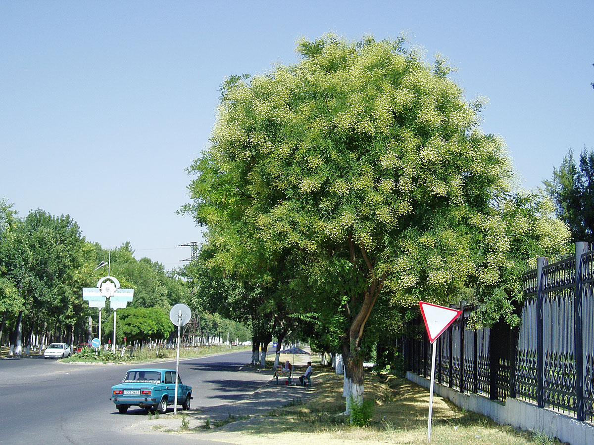 Изображение особи Styphnolobium japonicum.