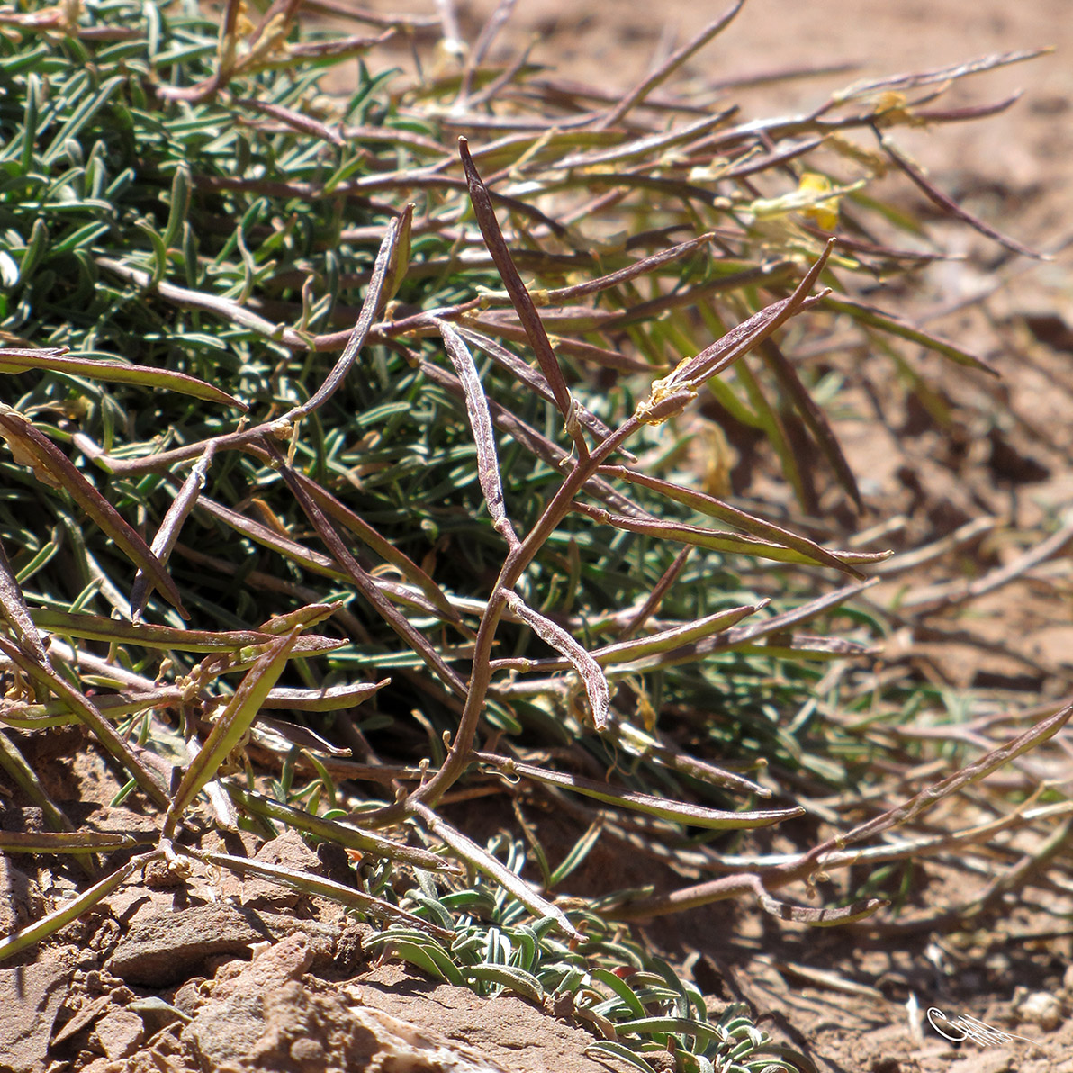 Image of Erysimum humillimum specimen.