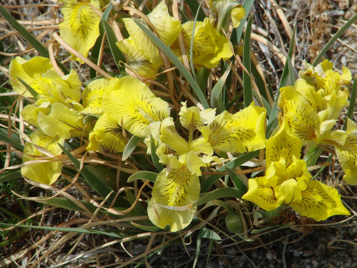 Image of Iris potaninii specimen.