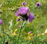 Cirsium appendiculatum. Верхушка побега со скученными корзинками. Болгария, национальный парк Пирин, субальпийский луг. 16.08.2013.