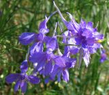 Delphinium consolida. Соцветие. Татарстан, г. Лениногорск. 20.06.2010.