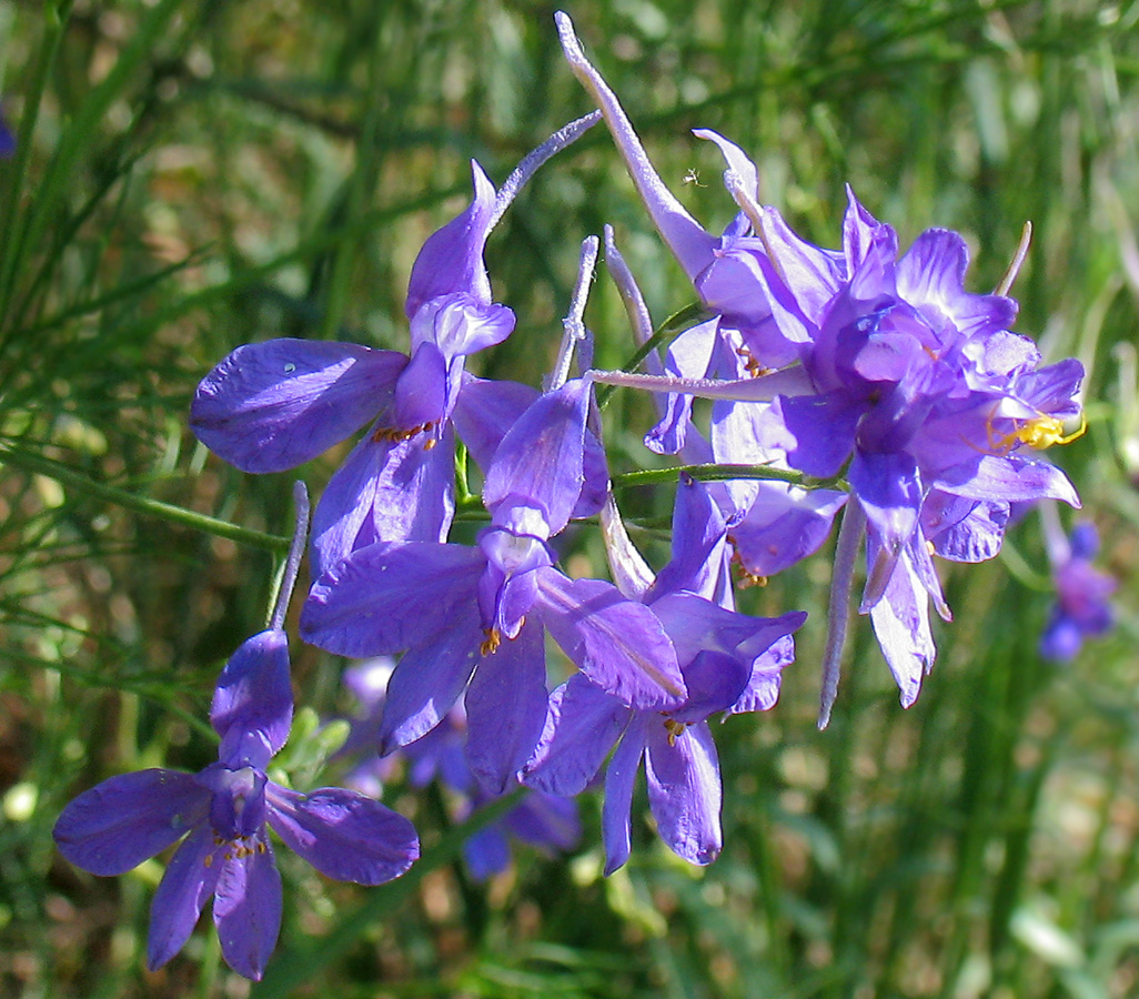 Image of Delphinium consolida specimen.