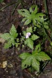 Geranium gracile. Цветущее растение. Краснодарский край, г. Сочи, Адлерский р-н, Дзыхринское ущелье, горный широколиственный лес. 13.08.2018.