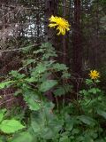 Crepis sibirica. Верхушки цветущих растений. Свердловская обл., окр. г. Североуральск, р-н скал Три Брата, обочина тропинки в лиственнично-елово-сосновом лесу. 06.08.2018.