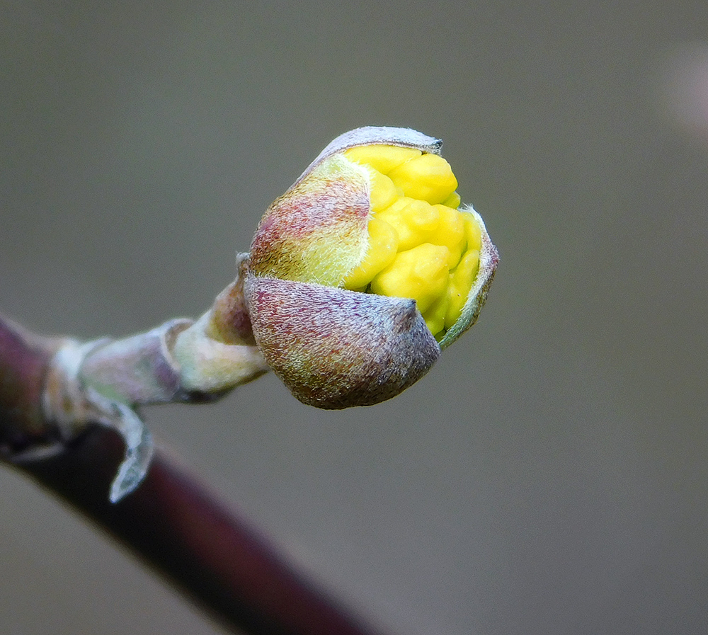 Image of Cornus mas specimen.