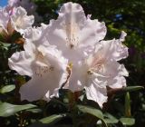 род Rhododendron. Цветки и листья. Крым, Южный Берег, Партенит, парк ЛОК \"Айвазовское\". 30.04.2018.