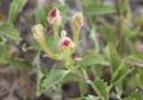 Scutellaria adenostegia
