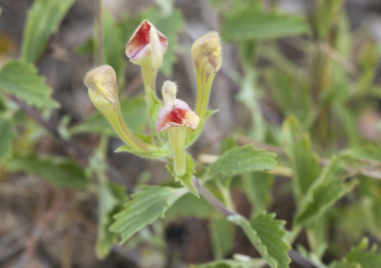 Image of Scutellaria adenostegia specimen.