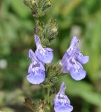 Salvia fruticosa. Часть соцветия. Республика Кипр, Троодос (Τρόοδος), окр. с. Хандрия (Χανδριά), 1250 м н.у.м., крутой склон на обочине дороги. 30.04.2019.