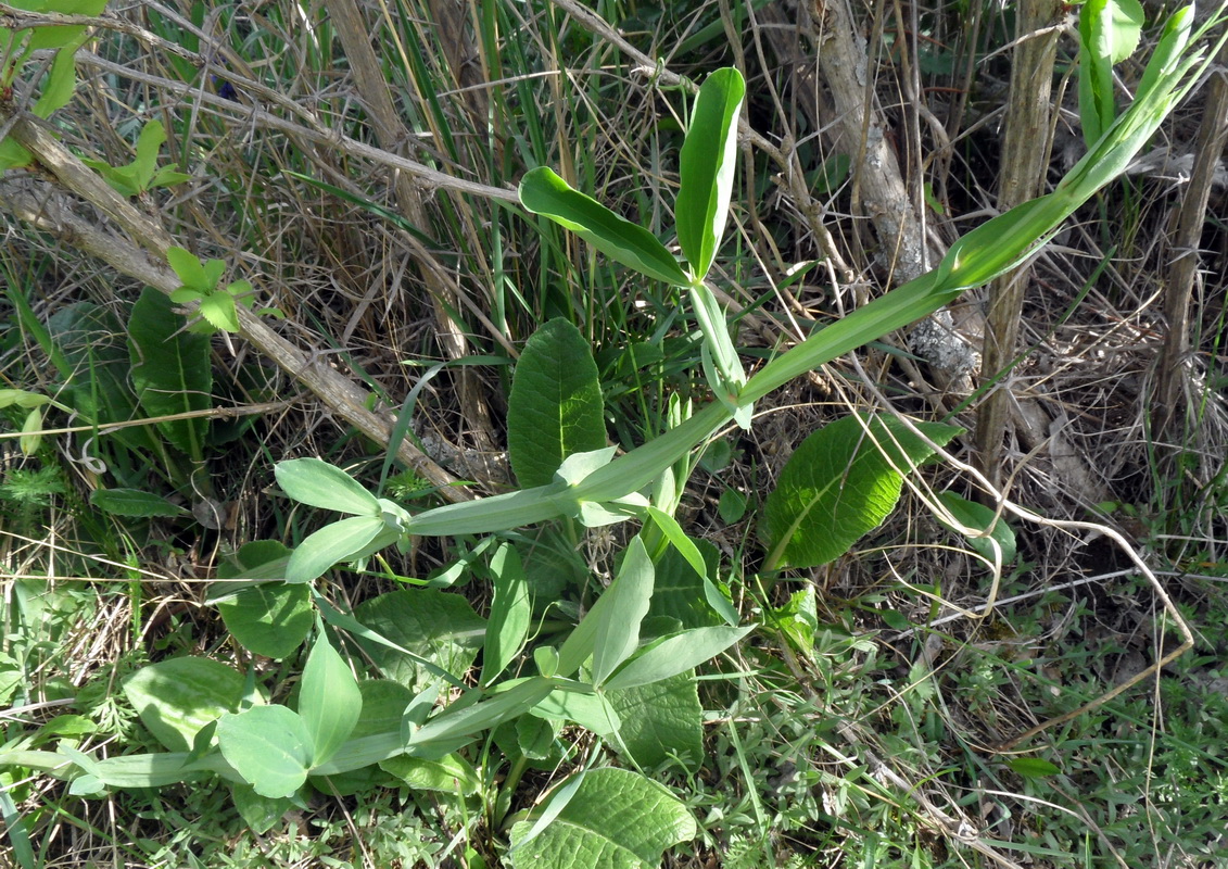 Изображение особи Lathyrus miniatus.