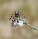 Nigella fumariifolia