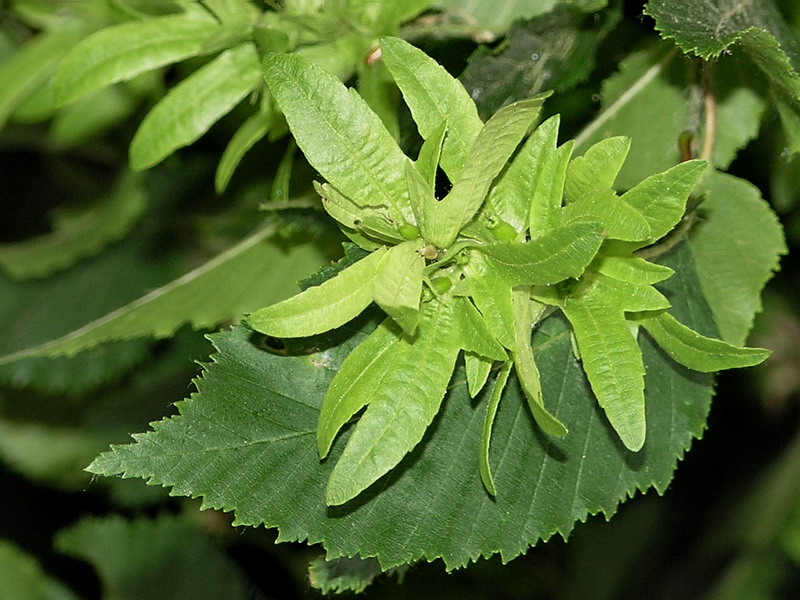 Изображение особи Carpinus betulus.