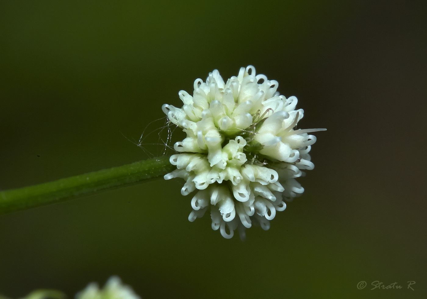 Изображение особи Sanicula europaea.