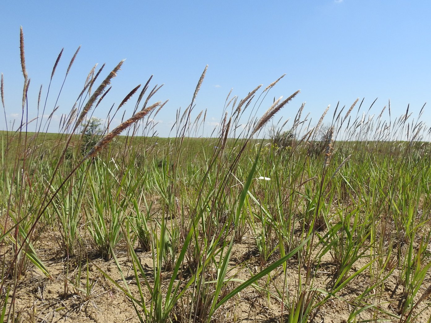 Image of Imperata cylindrica specimen.