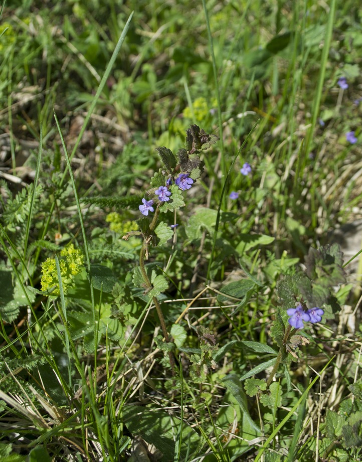 Изображение особи Glechoma hederacea.