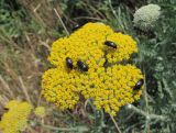 Achillea filipendulina