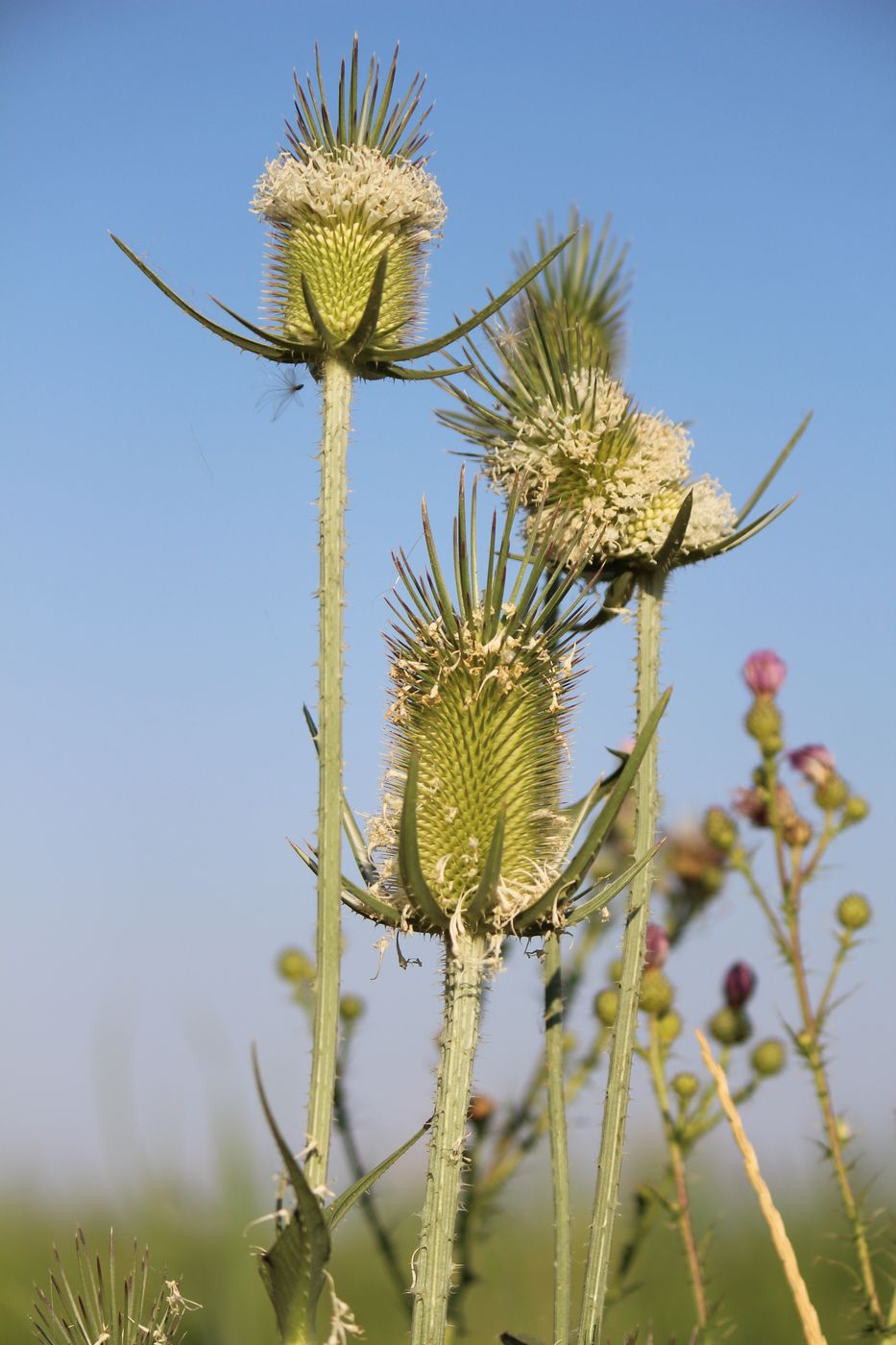 Image of Dipsacus laciniatus specimen.