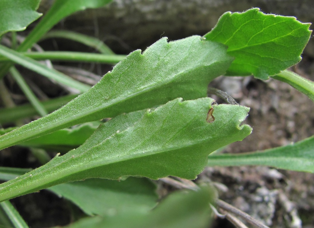 Изображение особи Campanula argunensis.