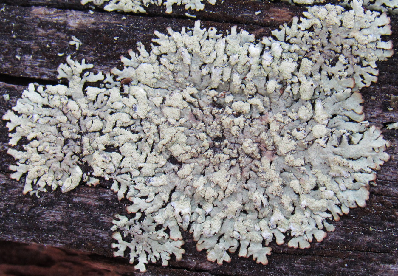 Image of Parmeliopsis ambigua specimen.