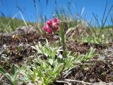 Antennaria dioica. Цветущее растение. Восточный Казахстан, Южный Алтай, хр. Сарымсакты, пер. Бурхат, ≈ 2200 м н.у.м., склон южн. экспозиции. 22 июня 2019 г.