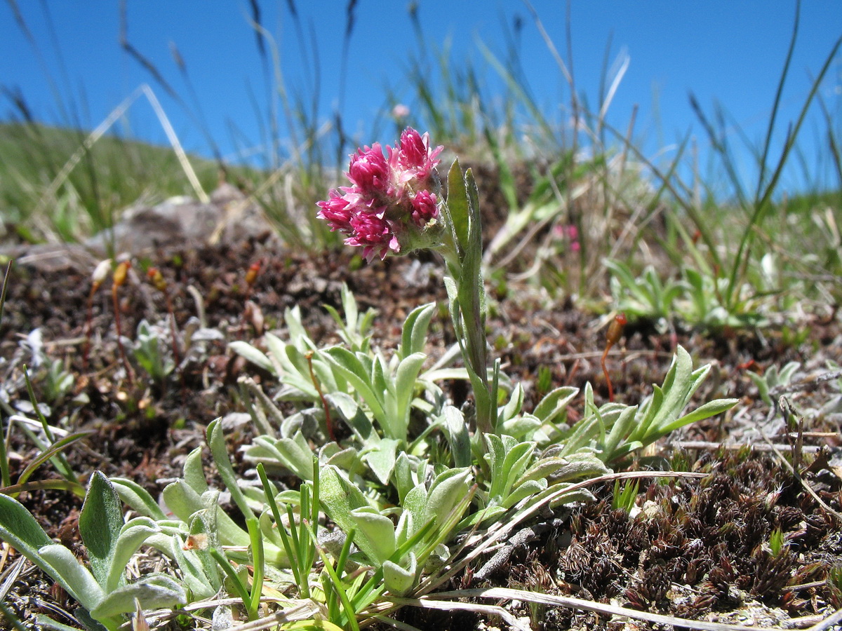 Image of Antennaria dioica specimen.