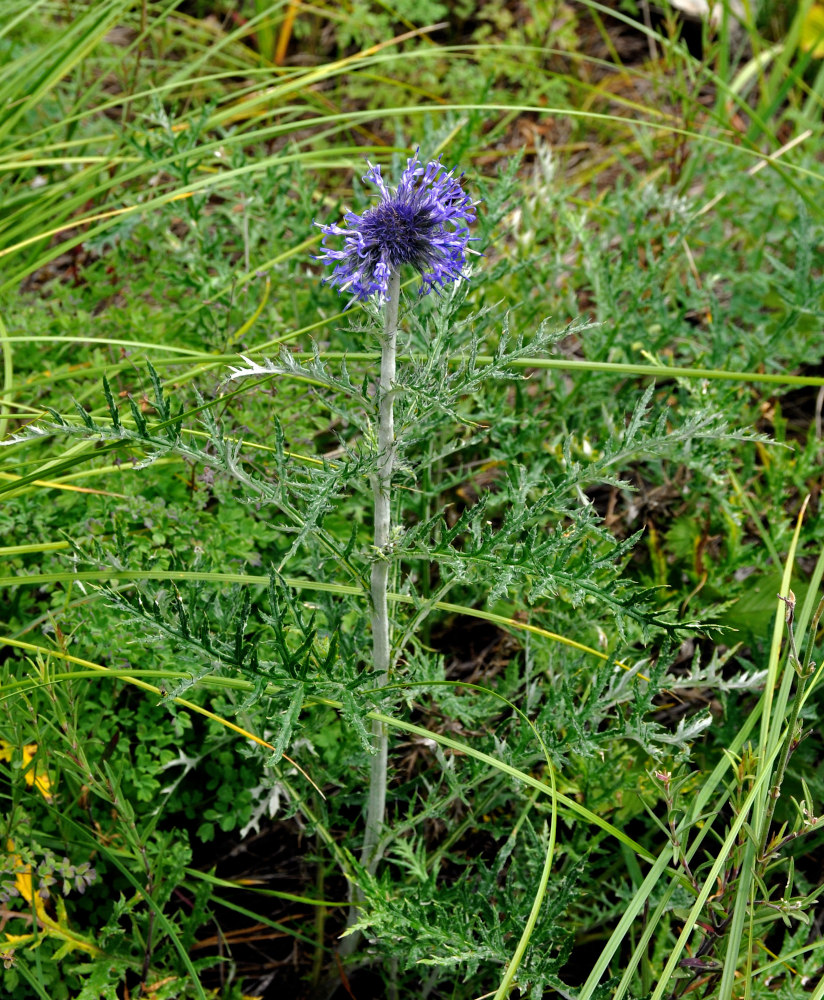 Изображение особи Echinops crispus.