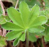 Alchemilla lindbergiana. Листовая пластинка, верхняя сторона с рассеянными прижатыми волосками. Ярославская обл., Пошехонский р-н, окр. с. Гаютино, луг на залежи. 25.08.2019.