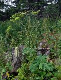 Heracleum sibiricum. Плодоносящее растение. Челябинская обл., Саткинский р-н, хребет Зюраткуль, ≈ 1000 м н.у.м., каменистый склон на опушке смешанного леса. 31.07.2019.