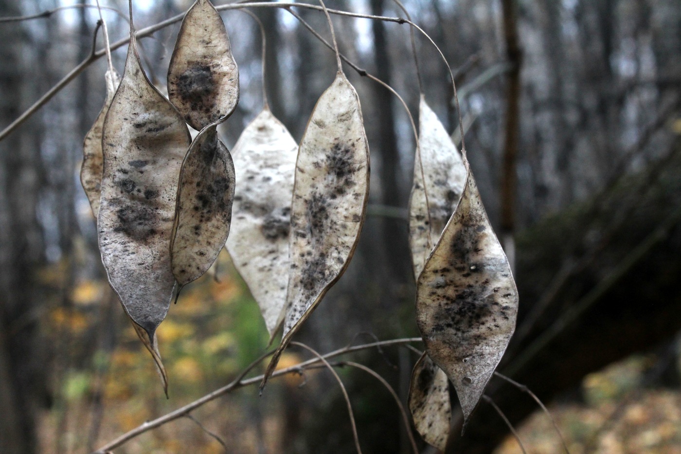 Изображение особи Lunaria rediviva.