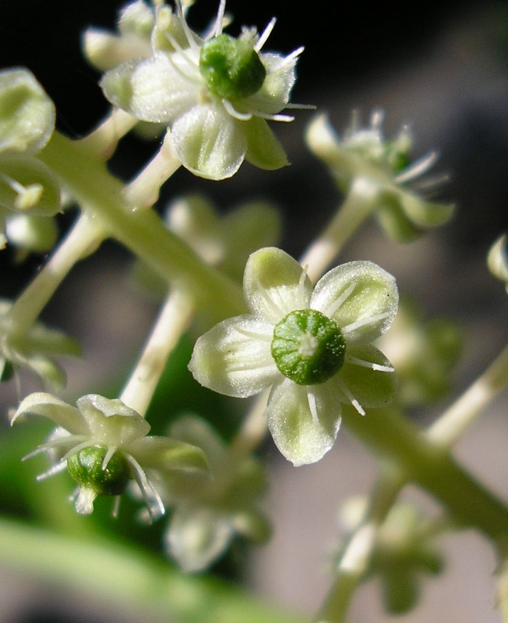 Image of Phytolacca americana specimen.