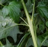 Atriplex sagittata