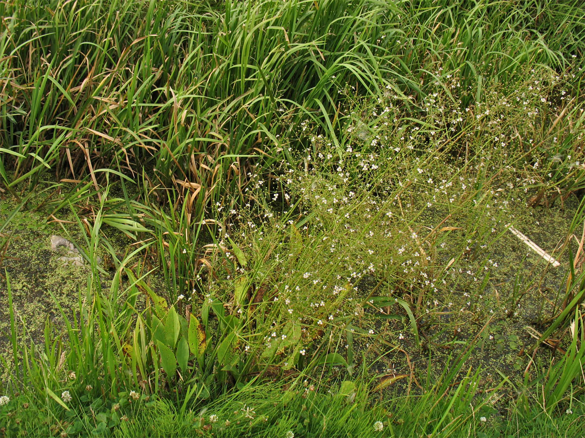 Image of Alisma lanceolatum specimen.