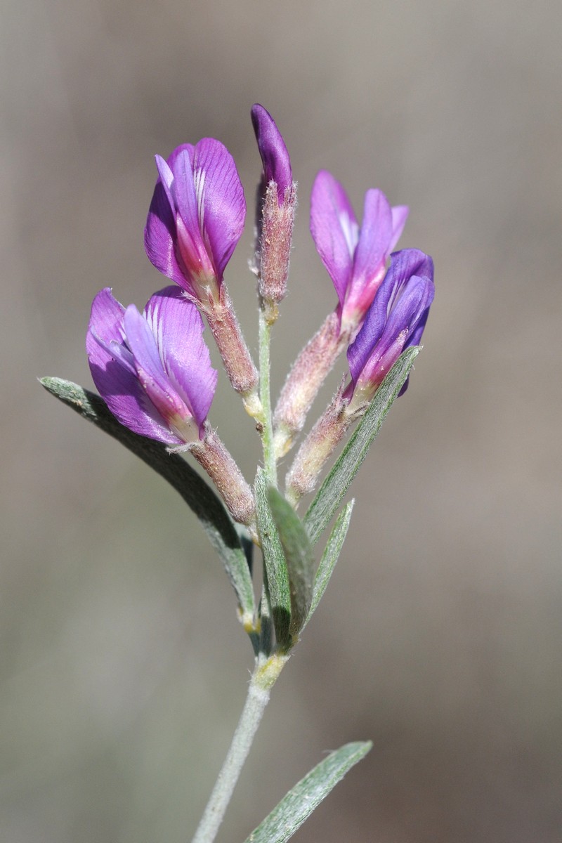 Изображение особи Astragalus brachypus.