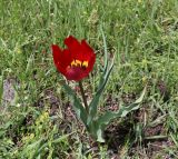 Tulipa julia