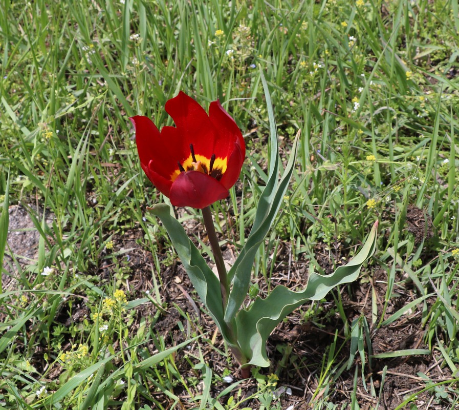 Изображение особи Tulipa julia.