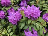 Rhododendron ponticum