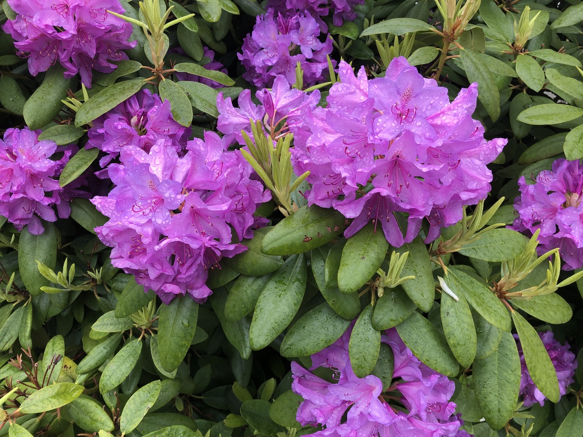 Изображение особи Rhododendron ponticum.