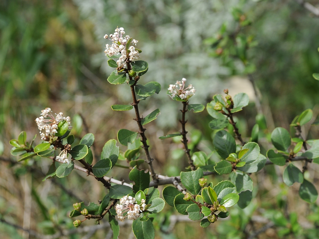 Изображение особи Ceanothus ferrisiae.