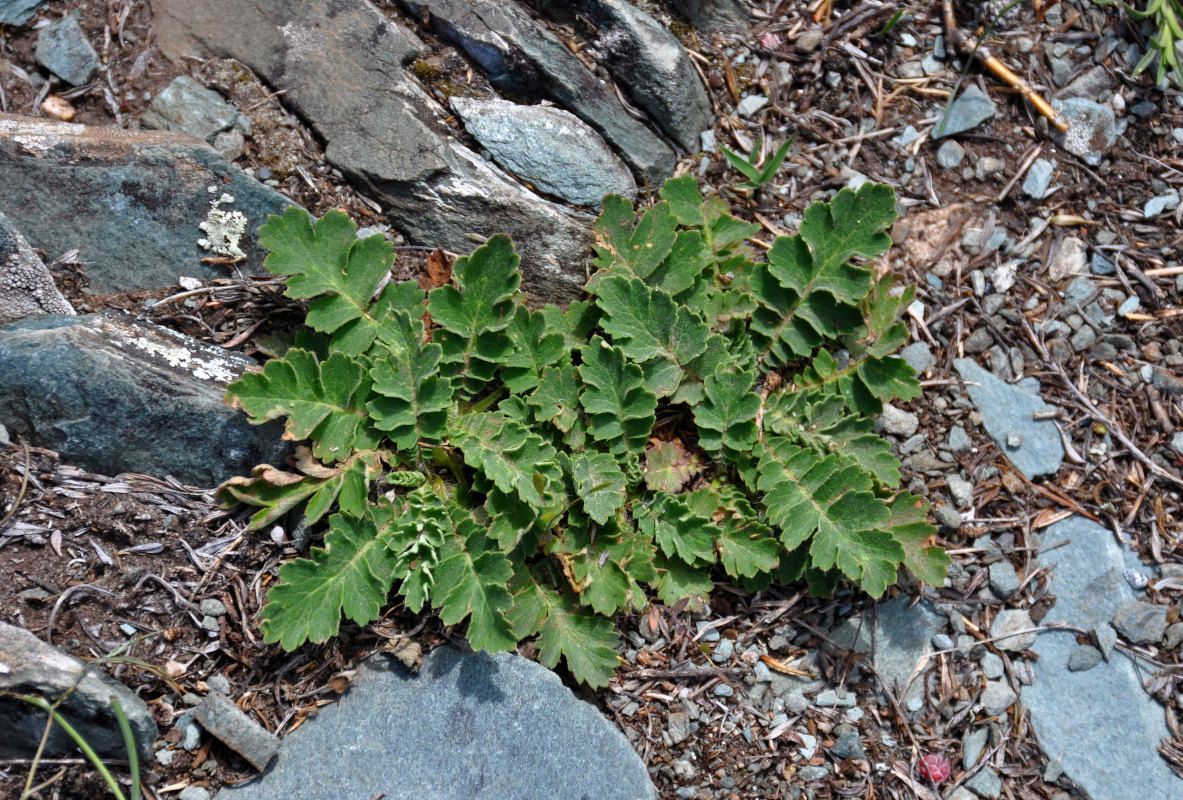 Изображение особи Coluria geoides.