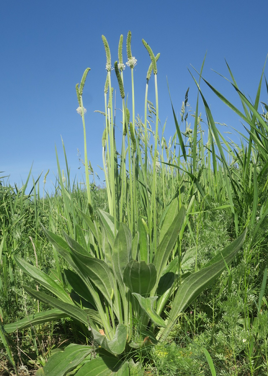 Image of Plantago urvillei specimen.