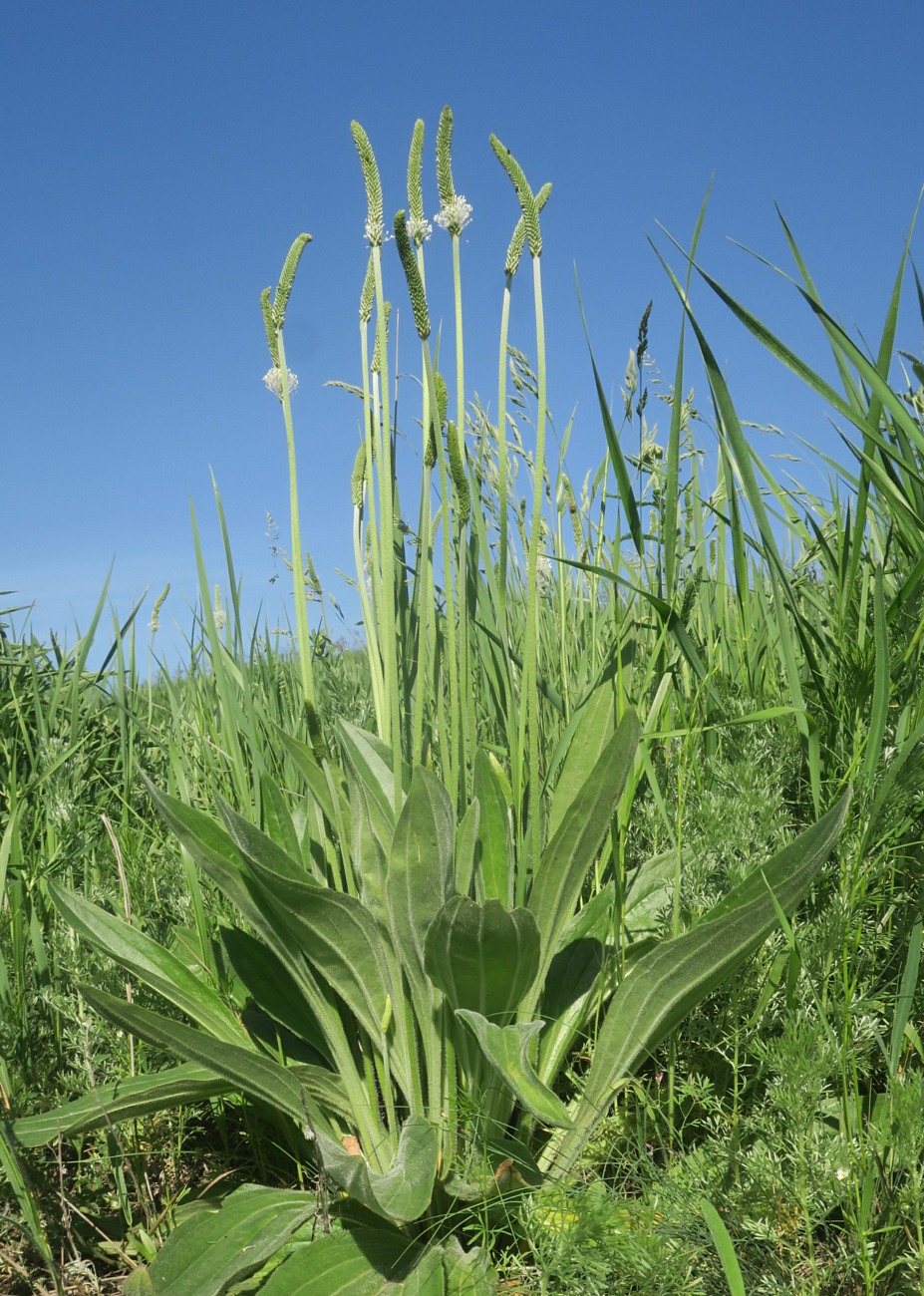 Изображение особи Plantago urvillei.