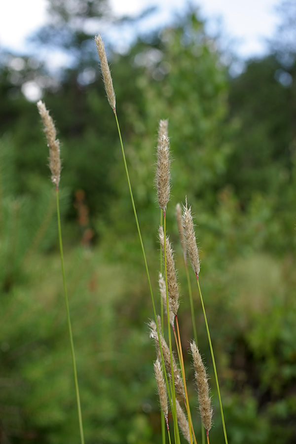 Image of Alopecurus pratensis specimen.