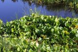 Calla palustris. Заросли вегетирующих растений. Карельский перешеек, окр. Сертолово, небольшое озерцо на просеке газопровода. 20.07.2019.