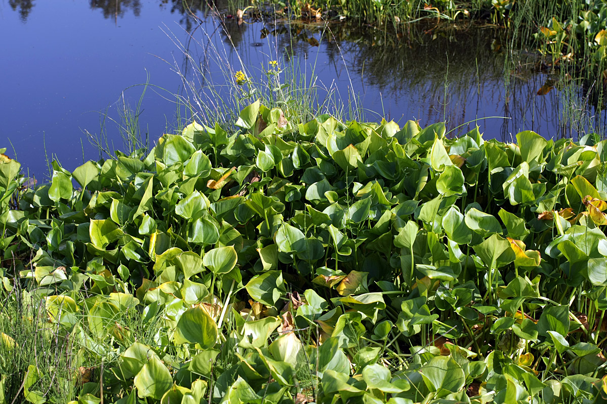 Image of Calla palustris specimen.