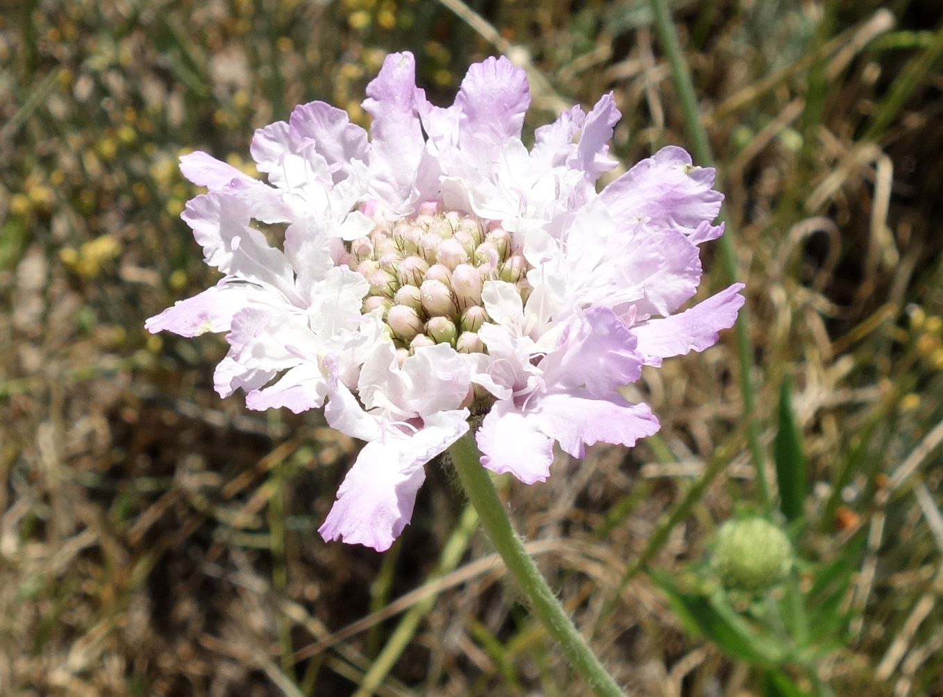 Image of Lomelosia songarica specimen.