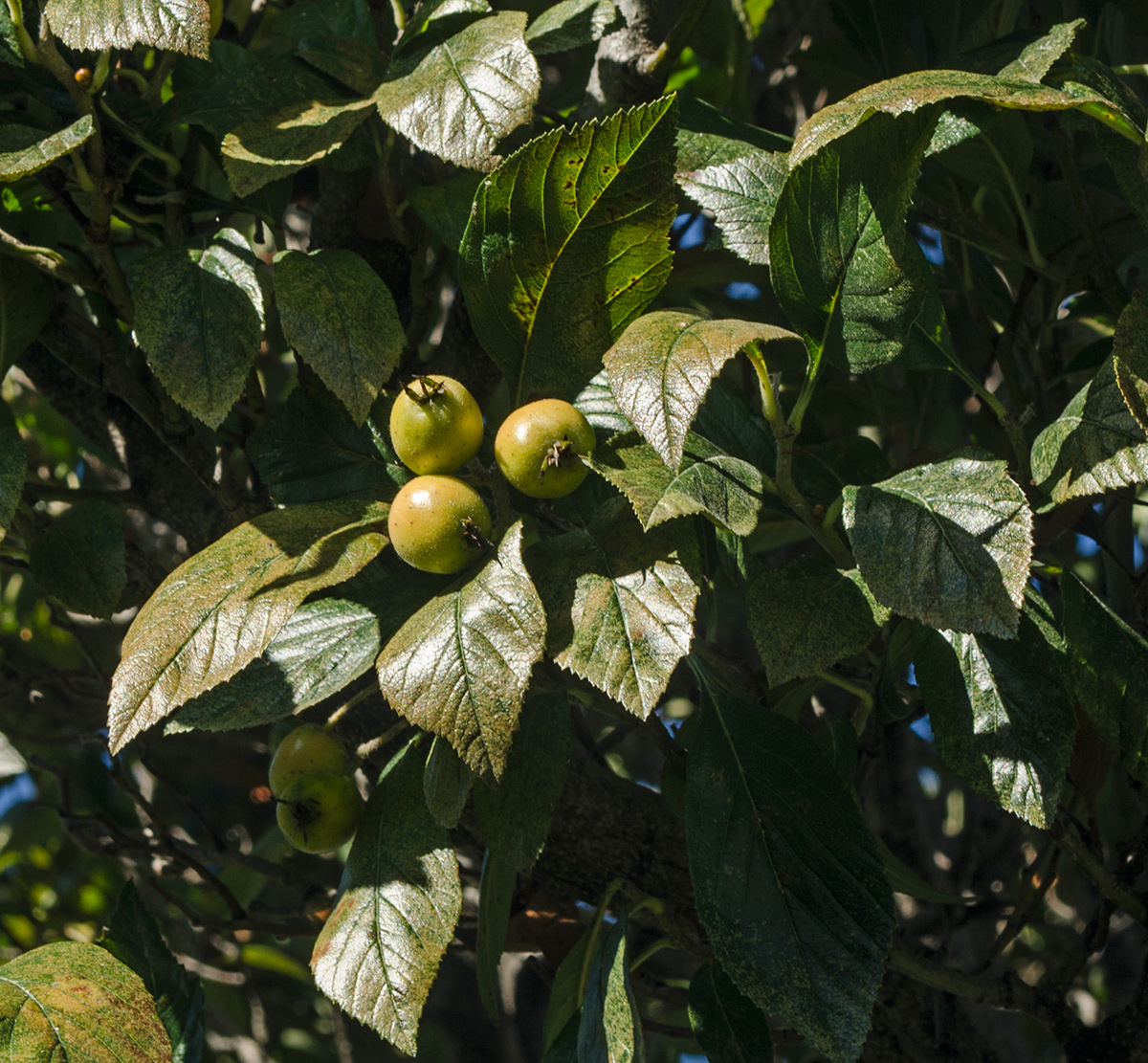 Изображение особи род Crataegus.