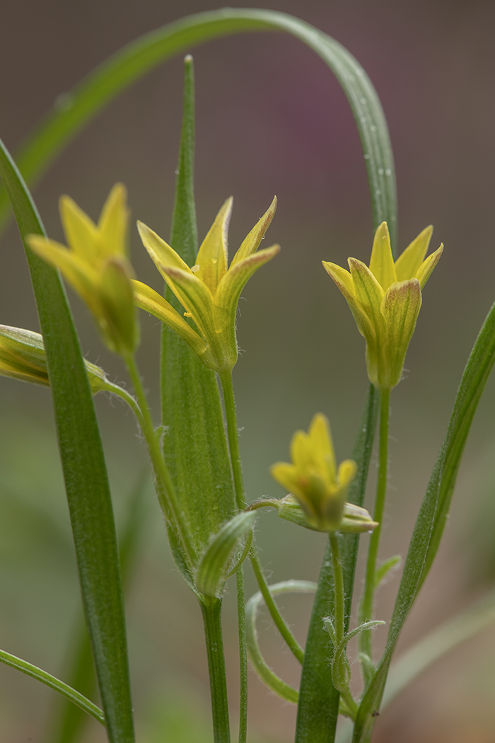 Image of Gagea lutea specimen.