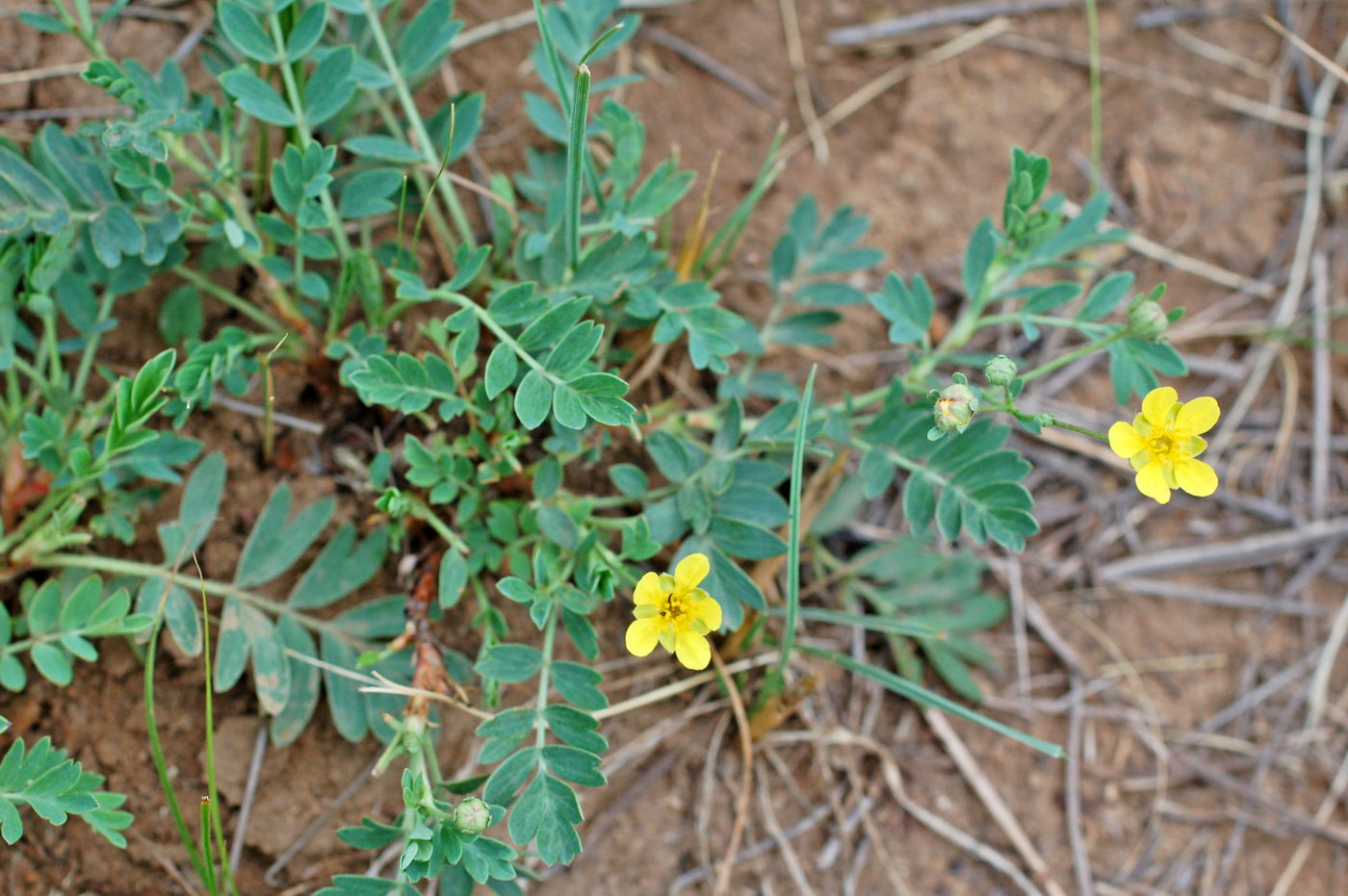 Изображение особи Potentilla bifurca.